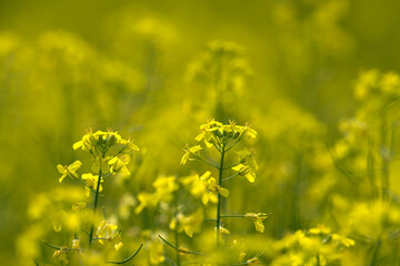 Two canola stems with bright yellow flowers and a background of out of focus yellow flowers.
