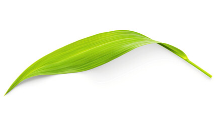 one single grass blade leaf on white background