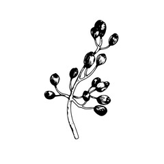 Sketch of viburnum berries. Vector black and white hand drawn illustration.