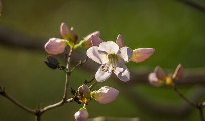 Blooming Rhododendron in early spring.