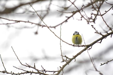 a bird in a tree