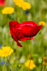 Naklejka premium Close-up of Poppies and colorful wildflowers in a meadow