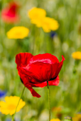 Close-up of Poppies and colorful wildflowers in a meadow