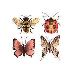 Butterfly, bee, ladybug, beetle, bug, insects, wasp. The illustration is drawn in watercolor on a white background. For decorating accessories for gardeners and country houses, printing products.