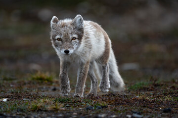 Polar fox