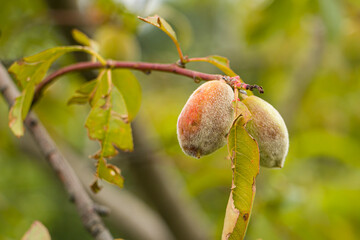 A peach is damaged by hail. Peach ripening. Hail damaged peach fruits and leaves. Periwinkle tree resin.