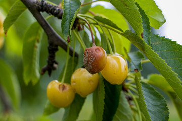 Yellow cherries damaged by hail. Fruit rot. Ripening of fruits damaged by hail. Hail damaged the cherry tree and the leaves on the cherry tree.