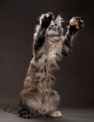 An adorable Maine Coon kitten stands on hind legs, reaching upwards with fluffy paws, set against a dark studio background