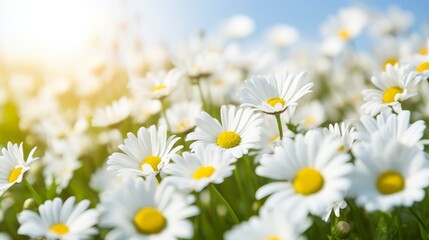 Fototapeta premium Natural background depicting daisy flower and bees on a sunny day