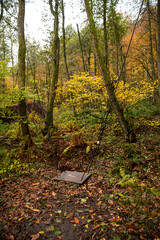 A Beautiful and Tranquil Autumn Forest Scene Filled with Colorful Leaves and Lush Foliage