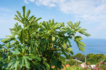 Fig tree in Dalmatia Croatia