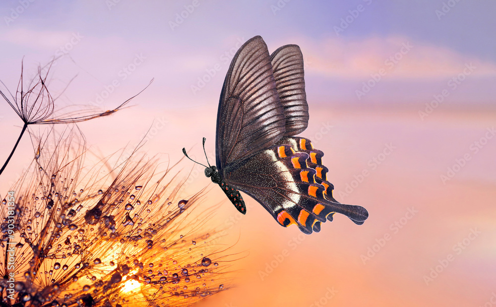 Aufkleber bright swallowtail butterfly and dandelion. seeds of a dandelion flower in drops of water on a backg