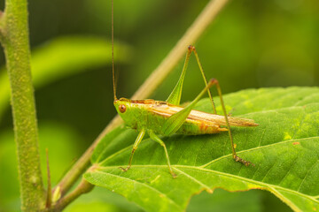 Saltamontes