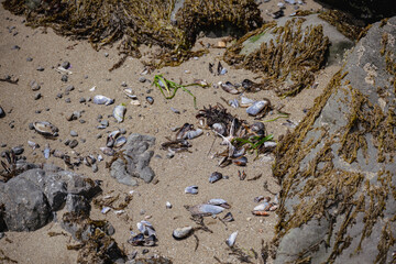 Lots of shells on a beach between rocks