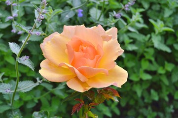 Rose in the garden during summer. Flowers background. Nature background