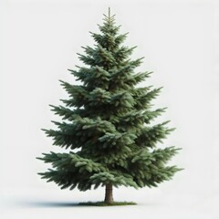 Pine tree isolated, white background