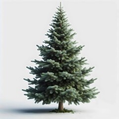pine tree isolated on white background