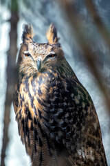 Long-Eared Owl (Asio otus) in Dense Forests and Woodlands