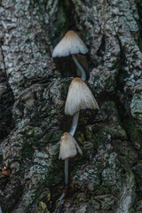 Fototapeta premium mushrooms on a tree