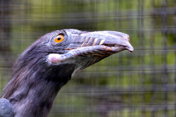 Luzon Tarictic Hornbill (Penelopides manillae) in Luzon Island, Philippines