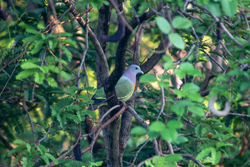 Pink-necked Green Pigeon (Treron vernans) in its Natural Habitat