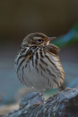 Olive-backed Pipit (Anthus hodgsoni) in its Natural Habitat
