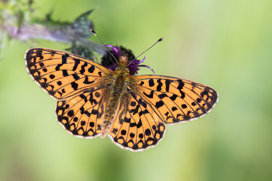 Small pearl-bordered fritillary - Boloria selene - Zilveren maan