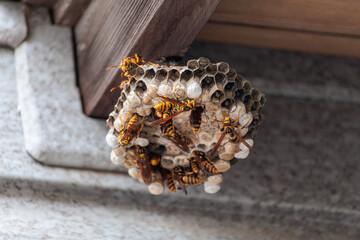 巣を作り幼虫を育てるアシナガバチ