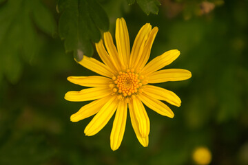 yellow flower in the garden, fotografía macro de flor amarilla en el jardín 