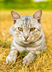 Grey Cat Relaxing on Dry Grass Under Clear Sky in Bright Daylight