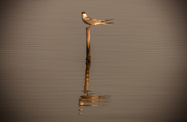 Tern bird landing on a wooden stake in the lake and its reflection in the water