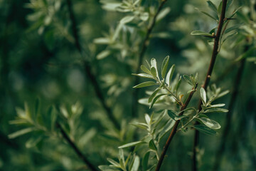 Wild olive tree branches with leaves
