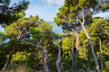 View of the Adriatic coast during summer