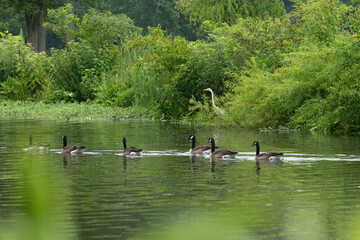 Canada Goose Goslings with Mother