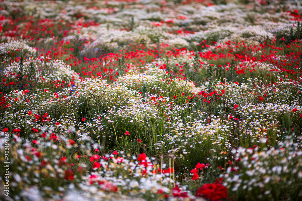 Wall mural A bright spring field with a carpet of wildflowers.