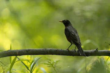 Robin standing on branch in forest