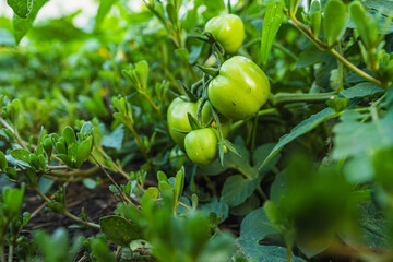 Growing Green Tomatoes Amidst Lush Foliage in a Backyard Garden Setting