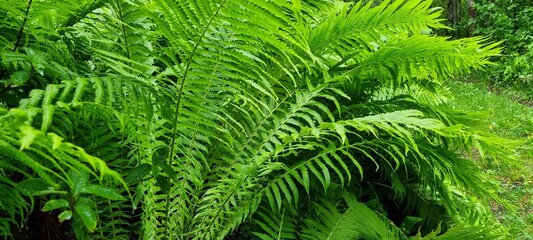 dense lush green arctic fern in northern norway full frame