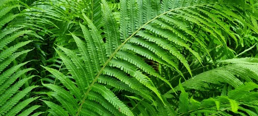 dense lush green arctic fern in northern norway full frame