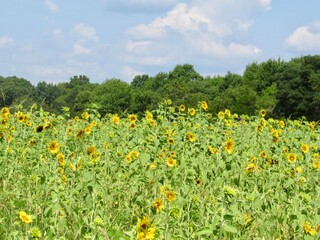 Obraz premium field of flowers