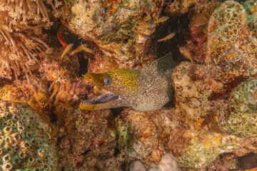 Moray eel Mooray lycodontis undulatus in the Red Sea, Eilat Israel
