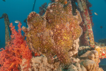 Frog fish in the Red Sea Colorful and beautiful, Eilat Israel
