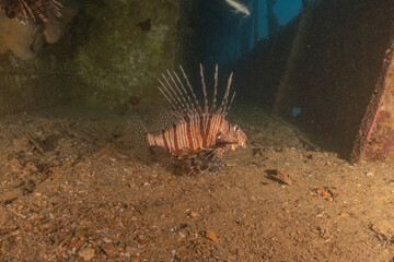 Lionfish in the Red Sea colorful fish, Eilat Israel
