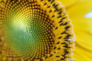 クローズアップしたヒマワリの花