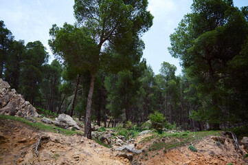 Serene forest landscape with tall green trees and rocky terrain on a sunny day