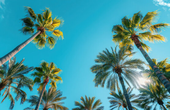 Palm trees and blue sky with copy space, tropical background