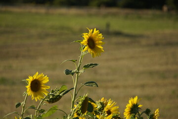 Sonnenblume Sun Flower in the summer