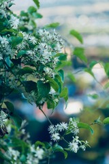 Flower in the summer