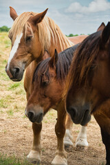 Naklejka premium beautiful three horses at Port de Vitrezay in France