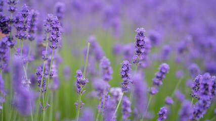 Obraz premium lavender field in region